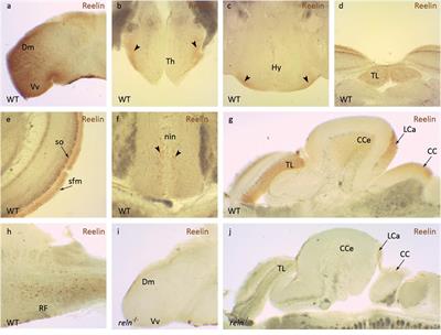 Reelin Signaling Controls the Preference for Social Novelty in Zebrafish